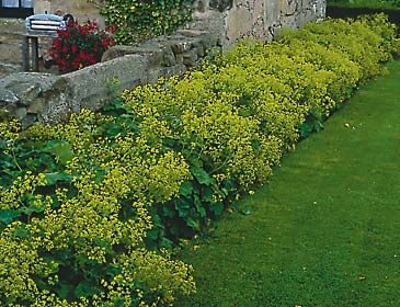 Plant Focus: Lady’s Mantle / Mantle Plants, Chartreuse Flowers, Ladies Mantle, Ladys Mantle, Shady Plants, Farmhouse Fence, Flowering Shade Plants, Peach Landscape, Herbal Garden