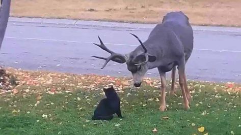 Watch: Cat Playing with a Deer in Yard Jegulus Aesthetic, Black Cat Playing, Aesthetic Marauders, Mule Deer Buck, White Tailed Deer, Marauders Aesthetic, Deer Photos, Wild Deer, Marauders Dr