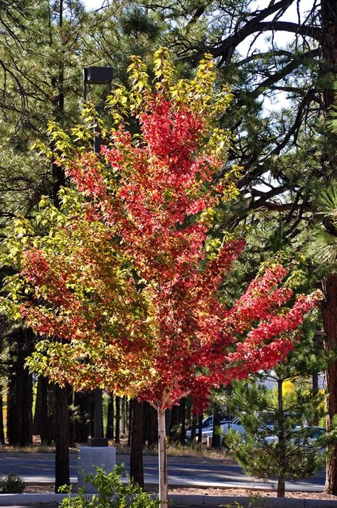 Autumn Blaze Maple Tree, Autumn Blaze Maple, Acer Rubrum, Morton Arboretum, Red Autumn, Colors Of Autumn, When To Plant, Street Trees, Maple Trees