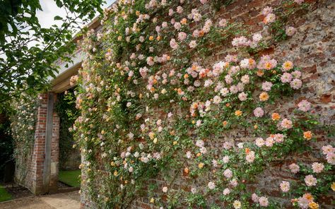 Climbing Rose On Wall, Rose Climbing Wall, Rose Wall Garden, Climbing Rose Front Of House, Rambling Roses Climbing, Climbing Rose Fence, Climbing Rose On Fence, Climbing Roses Wall, Climbing Rose On House