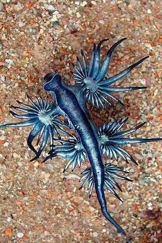 Rare pic of the Blue Dragon Blue Sea Slug, Cool Sea Creatures, Glaucus Atlanticus, Creature Marine, Fauna Marina, Deep Sea Creatures, Sea Slug, Beautiful Sea Creatures, Water Animals