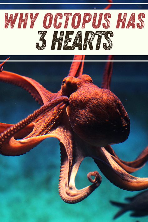 Why exactly Octopus have 3 Hearts and what does the octopus uses its 3 hearts for Octopus Heart, Octopus Facts, Heart Facts, 3 Hearts, Three Hearts, The Octopus, 1 Or 2, Octopus, Animated Gif