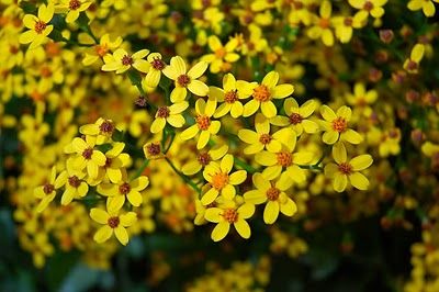 Ethiopian New Year Flower Happy Ethiopian New Year, Ethiopian Quotes, Ethiopian New Year, Airplane Birthday Cakes, Ethiopian People, Small Yellow Flowers, Happy New Year Pictures, African Artwork, New Year Pictures