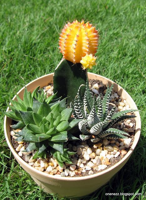 Keeping Moon Cactus Happy How To Grow Cactus, Cactus Photo, Moon Cactus, Christmas Cactus Care, Cactus Arrangement, Colorful Cactus, Cactus Care, Plants Are Friends, Green Cactus