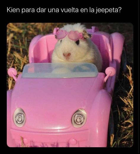 A Hamster, Pink