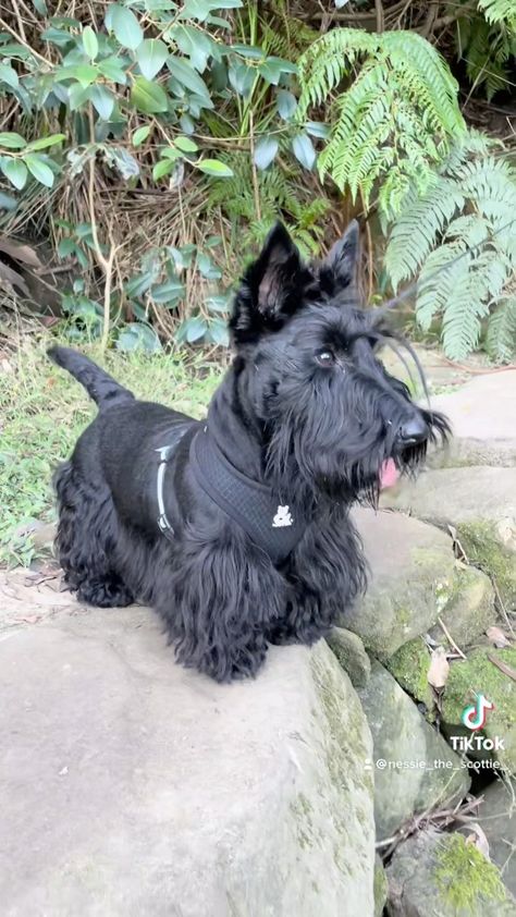 Scottie Puppies, Scottish Terrier Puppy, Scottie Terrier, Scottish Terriers, Dog List, Yorkshire Terrier Puppies, Royalty Free Music, Scottish Terrier, Scottie Dog