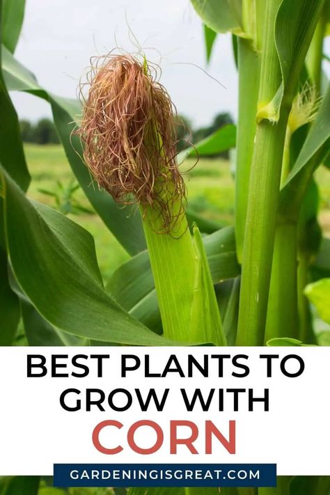 11 Of The Best Companion Plants For Corn | Gardening is Great Corn Companion Plants, Corn Companion Planting, Planting Radishes, Best Companion Plants, Cucumber Varieties, Corn Crop, Planting Marigolds, Growing Corn, Garden Companion Planting