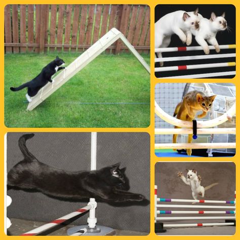 cat tricks cat agility training Cat Tricks, Cat Hacks, Agility Training, Cool Things, Animal Companions, Crazy People, Czech Republic, Dog Training, Kids Rugs