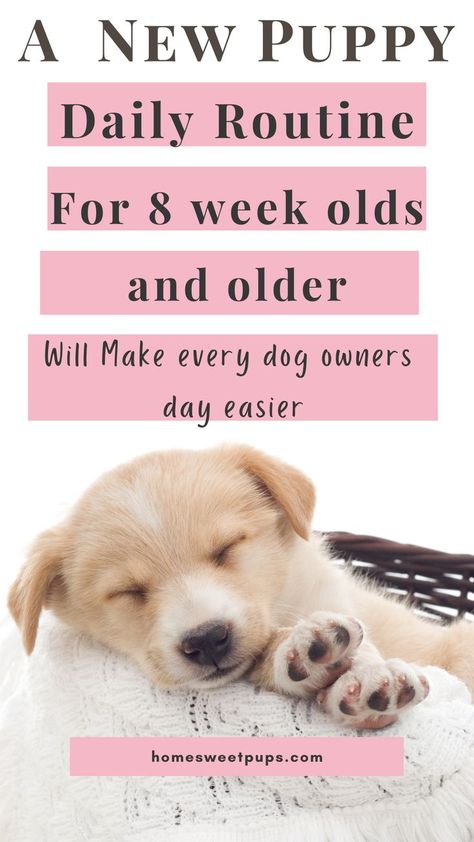 new puppy morning routine Puppy Routine Schedule, Puppy Routine, Puppy Schedule, Puppy Training Schedule, New Puppy Checklist, Puppy Checklist, Dog Boy, Mini Goldendoodle Puppies, Puppies Tips