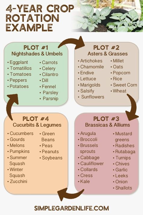 How To Rotate Garden Crops - And Why It's So Important For Your Plants! Tattoo Plant, Vegetable Garden Planning, Homestead Gardens, Crop Rotation, Veg Garden, Home Vegetable Garden, Vegetable Garden Design, Food Garden, Garden Layout