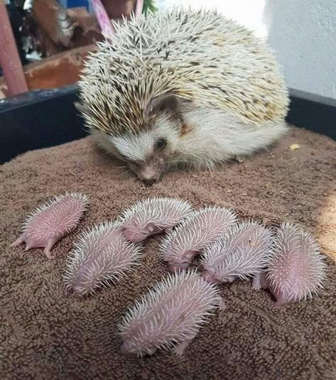 Erisos, Una familia hermosa Hedgehog Pet, Baby Hedgehog, A Hedgehog, Cute Hedgehog, Baby Animals Funny, Cute Animal Pictures, Cute Creatures, Sweet Animals, Animal Photo