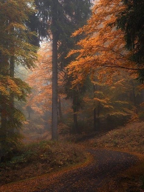 Rainy Autumn Day, Rainy Autumn, Road Photography, Autumn Magic, Dark Autumn, Autumn Scenes, Autumn Days, Autumn Nature, The Mystic