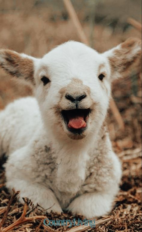 Cute Lamb Aesthetic, Kuzu Wallpaper, Sheep Astethic, Lamb Reference, Smiling Lamb, Lamb Aesthetic, Lamb Photo, Lamb Pictures, Spring Lambs