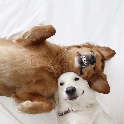 Best Friend-Dogs And A Cat Are Taking Over The Internet With Their Incredibly Adorable Pics Silly Cats, Love Pet, Dog Photos, 귀여운 동물, Cute Funny Animals, Animals Friends, Big Brother, Dog Friends, A Cat