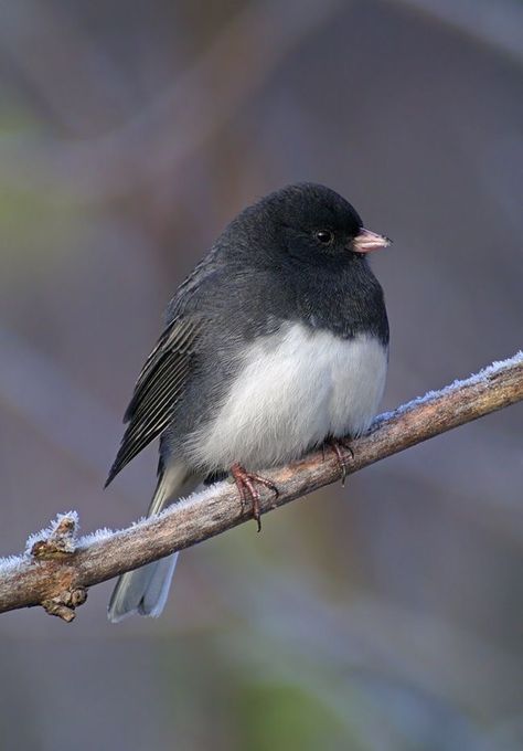 Black Eyed Junco, Dark Eyed Junco, Minnesota Birds, Texas Backyard, Watercolour Birds, Nature Lessons, Bird Paintings On Canvas, Bird Strike, Bird Identification