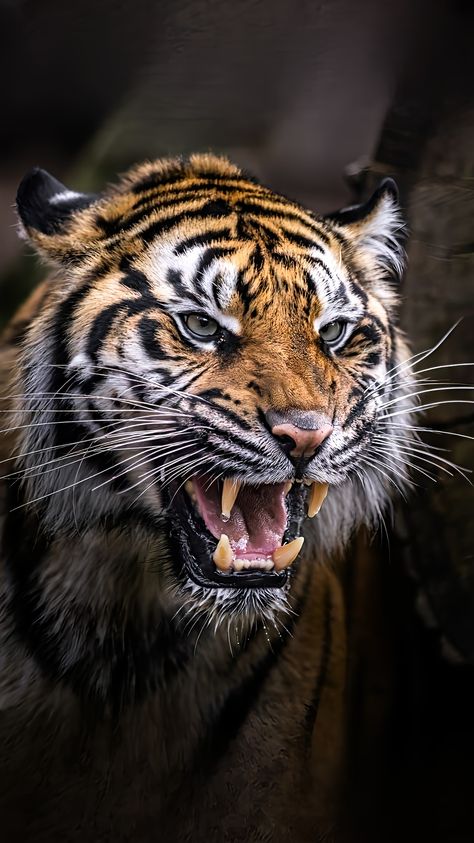 Tiger Mouth Open, Tiger Drawings, Cats Reference, Tiger Photography, Angry Tiger, Tiger Roaring, Tiger Images, Wild Animal Wallpaper, Tiger Artwork