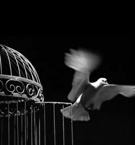 Doves Aesthetic, Black Dove Aesthetic, Doves Aesthetic Dark, Birdcage Aesthetic Dark, Dove Aesthetic, Doves Flying Aesthetic, Birds Flying From Cage Freedom, Holy Spirit Dove, Hope Is The Thing With Feathers