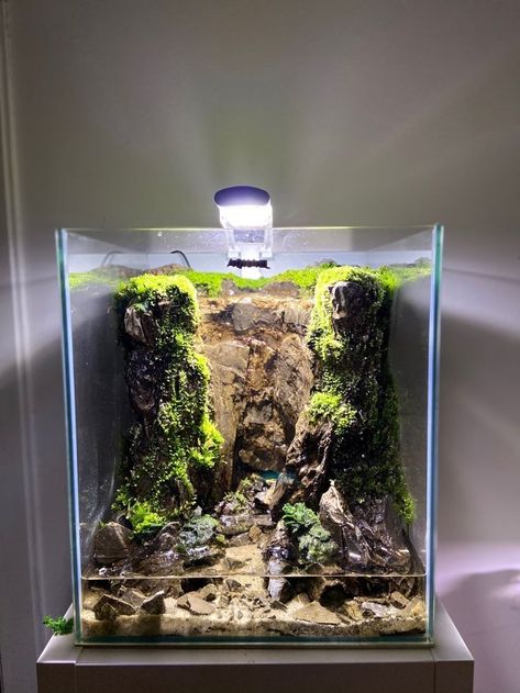 Garden With Waterfall, Aquarium Moss, Best Terrarium Plants, Vivarium Ideas, Waterfall Project, Fish Tank Terrarium, Spotted Leopard, Taman Air, Aquascape Design