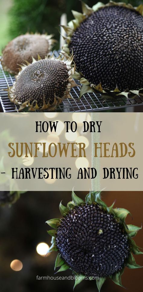 two pictures of drying sunflower heads Harvesting Sunflower Seeds, Diy Dried Flower Arrangement, Dried Sunflowers, Sunflower Leaves, Growing Sunflowers, Sunflower Head, Seed Collection, Seed Saving, Home Vegetable Garden