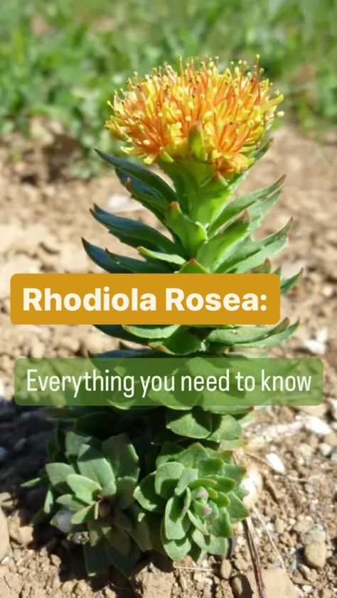 Rhodiola Root Benefits, Rhodolia Rosea Benefits, Rhodiola Benefits For Women, Rhodiola Rosea Benefits, Rhodiola Benefits, Illness Remedies, Healing Teas, Herbal Medicine Cabinet, Athlete Food