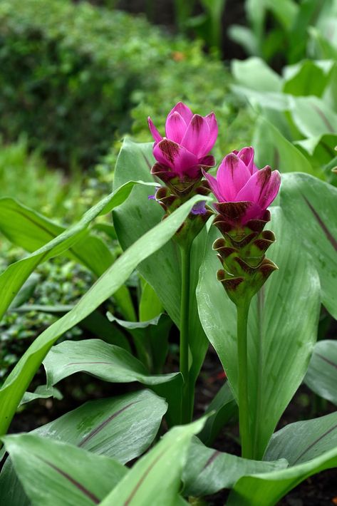 Flowering ginger: 5 varieties you need in your garden | Better Homes and Gardens Ginger Plant Flower, Pink Ginger, Ginger Plant, Vegetarian Chicken, Travel Crafts, Lily Plants, Simple Budget, Garden Shop, Garden Tours