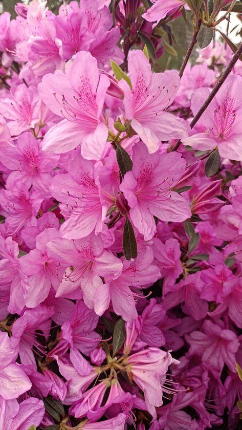 Azaleas Garden, Azalea Flower, Pink Azaleas, Magenta Pink, Pink Flower, Future Wedding, Floral Wedding, Pink Flowers, Art Reference