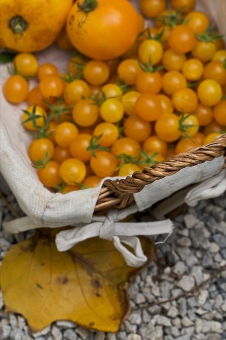 Yellow Tomato Preserves Golden Cherry Tomato Recipes, Tomato Preserves Recipe, Freezing Food Preservation, Tomato Preserves, Tomato Jelly, Tomato Harvest, Preserving Tomatoes, Cherry Tomato Plant, Cherry Tomato Recipes