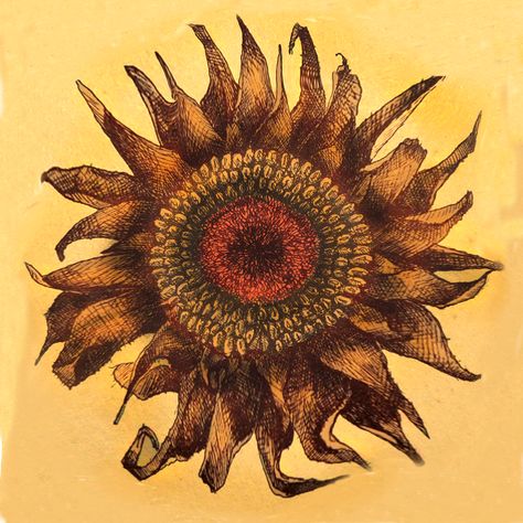 Pen and colored pencil abstracted drawing of a sunflower. Drawing Of A Sunflower, Sunflower Drawing, Colored Pencil, Pen Drawing, Colored Pencils, Sunflower, Pencil, Pen, Drawings