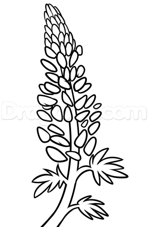 how to draw a lupine flower step 6 Animated Sketches, Lupin Flower, Blue Lupine, Flowers Mandala, Lupine Flowers, Flower Step By Step, Flower Drawing Tutorials, Flower Artists, Drawing Flowers