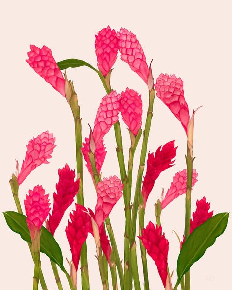 Tropical Blooms – Aloha de Mele Hawaiian Artists, Ginger Flower, Beauty Culture, Hawaiian Designs, Hawaiian Art, Aloha Spirit, Hawaiian Culture, 11x14 Print, 5x7 Print