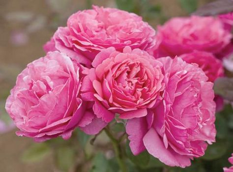 Dee-Lish® | Star Roses & Plants Rose Nursery, Hybrid Tea Rose, White Flower Farm, Fragrant Roses, Rosa Coral, Rose Care, Rose Varieties, Types Of Roses, Rose Trees