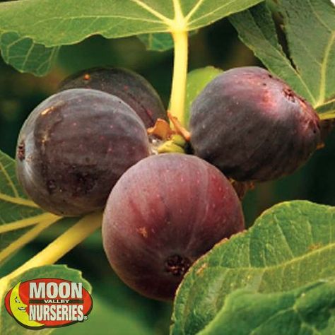 Brown Turkey Fig | Citrus and Fruit | Moon Valley Nurseries Brown Turkey Fig Tree, Brown Turkey Fig, Fig Varieties, Ficus Carica, Fig Newtons, Purple Fruit, Live Tree, Specimen Trees, Tree Nursery