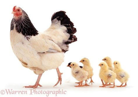 Photograph of Light Sussex bantam hen leading her week-old chicks. Rights managed white background image. Baby Chickens, Chicken Art, Chickens And Roosters, Hens And Chicks, Raising Chickens, Animal Figures, Working Dogs, Chickens Backyard, 귀여운 동물