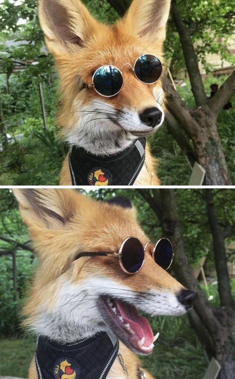 Fox Pictures, Pet Fox, Incubus, Wearing Sunglasses, Pretty Animals, Fox Art, Silly Animals, Cute Fox, Animal Photo