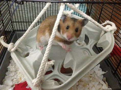 Managing Bar Chewers - Hamster Central Teddy Hamster, Hamster Cage Ideas, Diy Hamster Toys, Diy Rat Toys, Gerbil Toys, Gerbil Cages, Rat Cage Accessories, Hamster Diy, Hamster Life