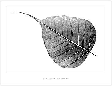 Bodhi Tree Leaf Tattoo, Bodhi Leaf Tattoo, Bodhi Tattoo, Tattoo Frame, Peepal Leaf, Banyan Leaf, Buddhist Tattoo, Leaf Tattoo, Framed Tattoo