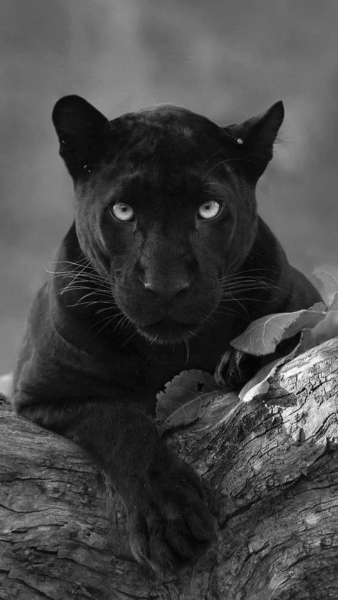 Black Jaguar Animal, Black Panther Cat, Black Panther Tattoo, Panther Pictures, Animal Photography Wildlife, Panther Cat, Jaguar Animal, Panther Art, Wild Animals Pictures