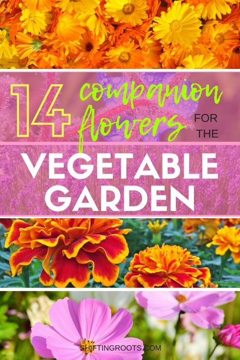 Flowers and vegetables belong in the garden together.  I'll show you the best flowers for companion planing in your yard or raised bed, allowing you to create a layout that keeps the bugs at bay! #gardening #companionplanting #beginnergardening #gardeningtips #flowergardening #flowers #vegetablegardening #flowergardening Companion Gardening, Vegetable Garden Raised Beds, Best Flowers, Garden Wallpaper, Garden Types, Home Vegetable Garden, Beautiful Flowers Garden, Olive Garden, Raised Bed