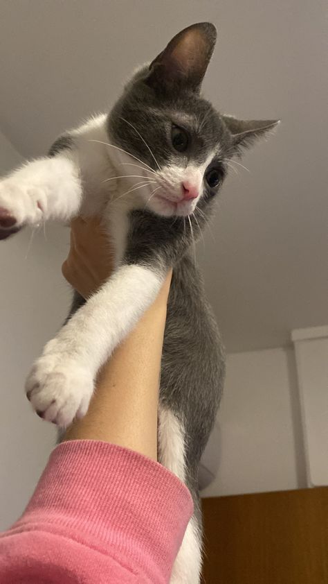 Hand holding white and gray kitten Cat Gray And White, Gray And White Kitten, Grey And White Kitten, Gray And White Cat, Bicolor Cat, Gray Kitten, Pink And Black Wallpaper, Cats Outside, Cat Friends