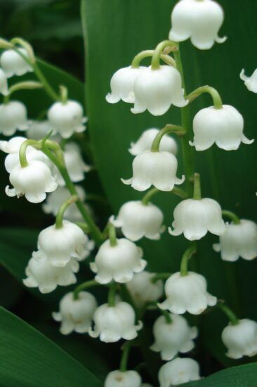 How to plant Lily of the valley this spring easily – Trending Ideas Plant Lily Of The Valley, Lily Of The Valley Aesthetic, Lily Of The Valley Wallpaper, Planting Tulips, Lily Of The Valley Flowers, Plant Fungus, Valley Flowers, Trending Ideas, Nothing But Flowers