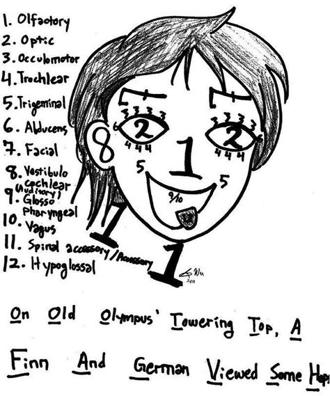 A student has used the numbers 1-12 to draw elements of the human face. Each number corresponds to a specific cranial nerve. For example, the number 1 is used to represent the nose on the face. Each of the twelve numbers also appears in a list next to the face. The number 1 on the list corresponds to the olfactory nerve. The drawing of the face shows the number two in the place where eyes would be found. The number two on the list is shown as the optic nerve. To tie the full list together, the s Easy Anatomy, Anatomy Mnemonics, Hygiene School, Nursing Fun, Nursing Board, Nursing Mnemonics, Cranial Nerves, Nursing School Studying, Nursing School Tips