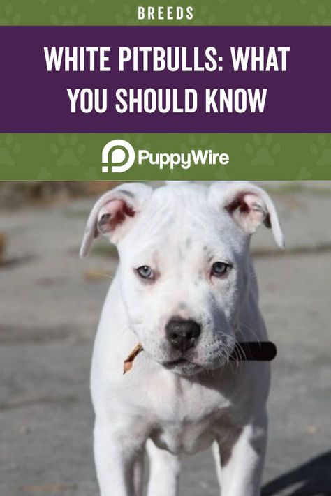 All White Pitbull, White Pitbull Puppies, American Bully Pitbull, Pit Puppies, White Pitbull, Pitbull Quotes, Pitbull Dog Breed, Bully Pitbull, Pit Dog