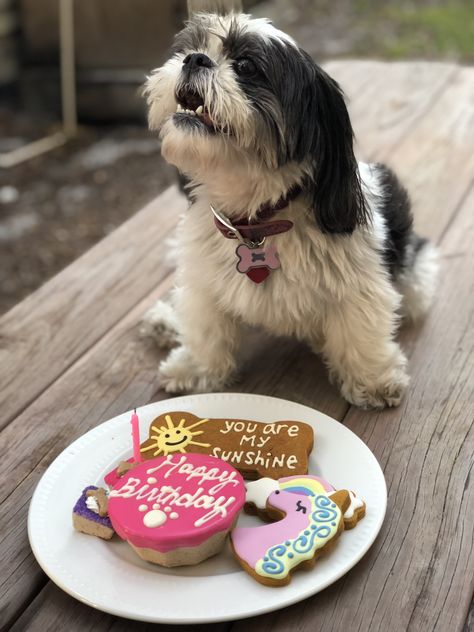 bb the shih tzu, a doggy birthday pawty dogs, dog, puppy, shih tzu, shihtzu Shih Tzu Birthday Party, Shih Tzu Photoshoot, Whiskey Photoshoot, Shih Tzu Birthday, Doggy Birthday, Hd Space, Shitzu Dogs, Shitzu Puppies, Dog Birthday Cake