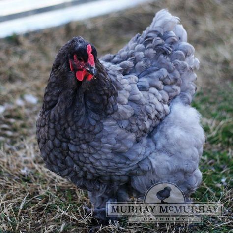 McMurray Hatchery Blue Cochin Bantam Cochin Bantam, Bantam Chicken Breeds, Cochin Chickens, Grey Animals, Miniature Goats, Breeds Of Chickens, Bantam Chickens, Farm Chickens, Day Old Chicks