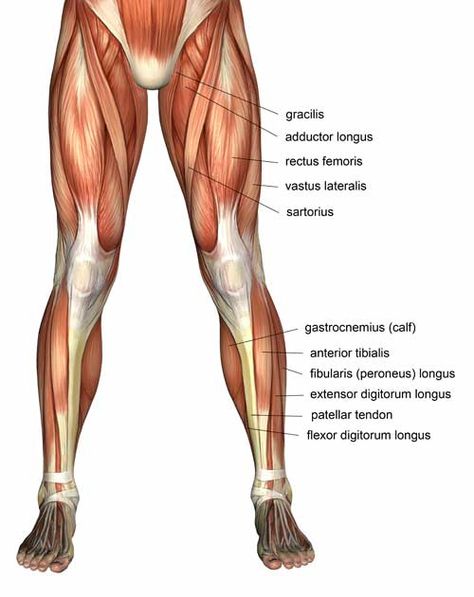 Leg Muscles Diagram, Leg Muscles Anatomy, Muscle Diagram, Lower Leg Muscles, Leg Anatomy, Quad Muscles, Female Anatomy Reference, Human Body Anatomy, Human Anatomy Drawing