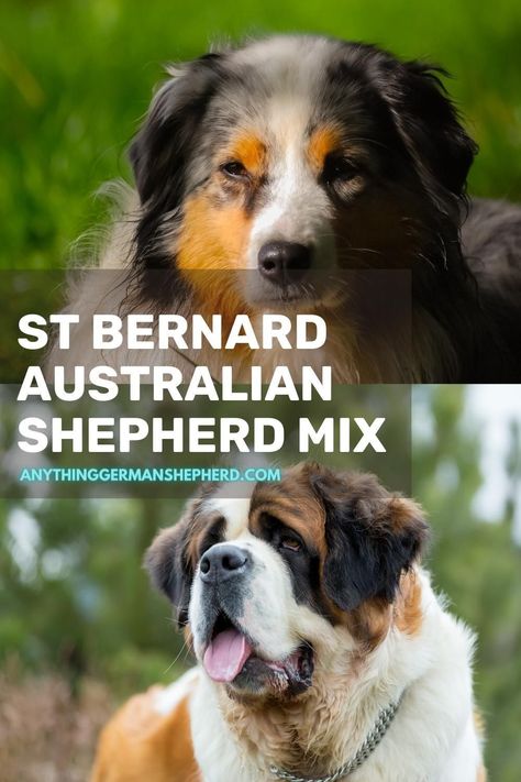 The St Bernard Australian Shepherd Mix is a mixed breed dog resulting from breeding the Australian Shepherd and the St Bernard.The Australian Shepherd has a strong herding background, while the St Bernard are famously large search and rescue dogs. Mixing them makes for an intelligent, energetic dog that is also loyal and affectionate. Australian Shepherd Training, St Bernard Mix, Search And Rescue Dogs, St Bernard Puppy, Australian Shepherd Mix, St Bernard, Mixed Breed Dogs, Large Dog Breeds, Search And Rescue