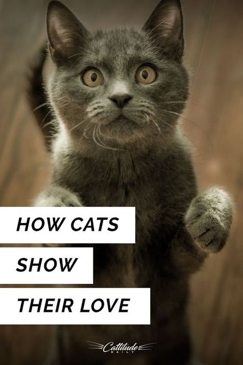 How To Make Your Cat Love You, Kitty Kisses, Cat Info, Cat Hacks, What Cat, Cat Care Tips, Cat Fleas, Adorable Cats, Cats Love