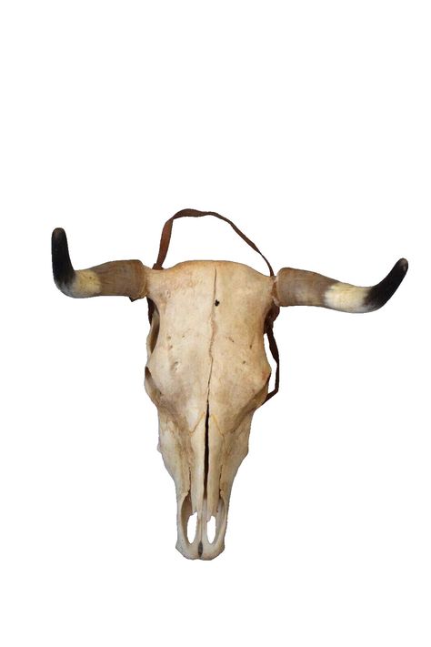 Cow Skull, Taxidermy, Leather Straps, Cow, Free Shipping, Best Deals, Leather