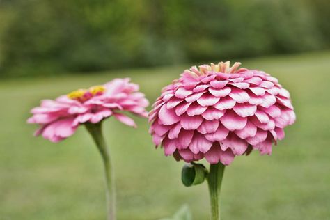 5 Fascinating California Giant Zinnia Facts - Minneopa Orchards Zinnia Garden, Sony A7iii, Zinnia Flowers, Budget Friendly Gift, Get Outdoors, Vibrant Flower, Flower Lover, Flower Seeds, Flowers Photography