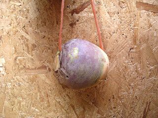 DIY Swede Rope Stall Toy - petdiys.com Donkey Enrichment, Diy Horse Toys, Toys For Horses, Homemade Horse Treats, Donkey Care, Dream Ranch, Horse Farm Ideas, Stable Ideas, Horse Toys